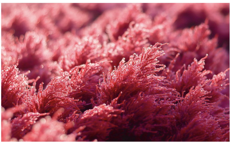 สุดยอดสารต้านอนุมูลอิสระ: ทำไม Astaxanthin ถึงถูกขนานนามว่า “ราชาแห่งแคโรทีนอยด์”